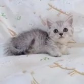 マンチカン(短足)【千葉県・男の子・2025年7月16日・シルバータビー】の写真6