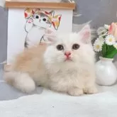 ミヌエット(短足)【千葉県・男の子・2025年8月5日・カメオ】の写真7