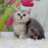 マンチカン(長足)【千葉県・女の子・2025年8月10日・ブルーパチッドタビー】の写真7