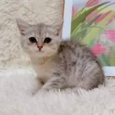 ブリティッシュショートヘア【千葉県・女の子・2025年8月8日・シルバータビー】の写真6