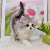 ミヌエット(長足)【千葉県・男の子・2025年9月15日・シルバータビーホワイト】の写真6