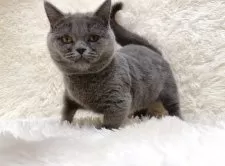 マンチカン(短足)【千葉県・女の子・2024年6月17日・ブルー】の写真6