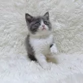 ブリティッシュショートヘア【千葉県・男の子・2024年12月23日・ブルーホワイト】の写真6