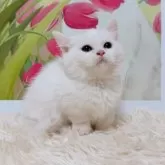 ミヌエット(短足)【千葉県・女の子・2025年9月15日・ホワイト&シルバー】の写真7