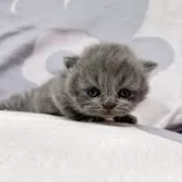 ブリティッシュロングヘア【千葉県・女の子・2025年4月8日・ブルー】の写真7