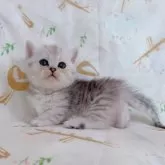 ミヌエット(短足)【千葉県・女の子・2025年8月5日・シルバータビー】の写真7