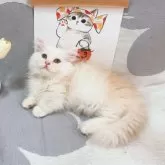 ミヌエット(短足)【千葉県・男の子・2025年8月5日・カメオ】の写真8