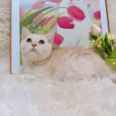 マンチカン(短足)【千葉県・男の子・2025年7月16日・クリームカメオタビー】の写真7