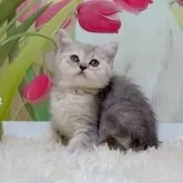 マンチカン(長足)【千葉県・女の子・2025年8月10日・ブルーパチッドタビー】の写真8