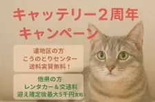 マンチカン(長足)【千葉県・女の子・2025年8月10日・ブルーパチッドタビー】の写真4