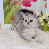 ブリティッシュショートヘア【千葉県・男の子・2025年8月8日・シルバータビー】の写真8