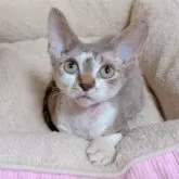 デボンレックス【千葉県・男の子・2025年6月27日・チョコタビーホワイト】の写真9