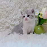 マンチカン(長足)【千葉県・男の子・2025年6月28日・ブルータビーホワイト】の写真8