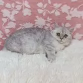 マンチカン(短足)【千葉県・女の子・2025年7月16日・シルバータビー】の写真8