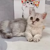 マンチカン(短足)【千葉県・女の子・2025年7月16日・シルバータビー】の写真9