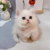 ミヌエット(短足)【千葉県・男の子・2025年8月5日・カメオ】の写真10