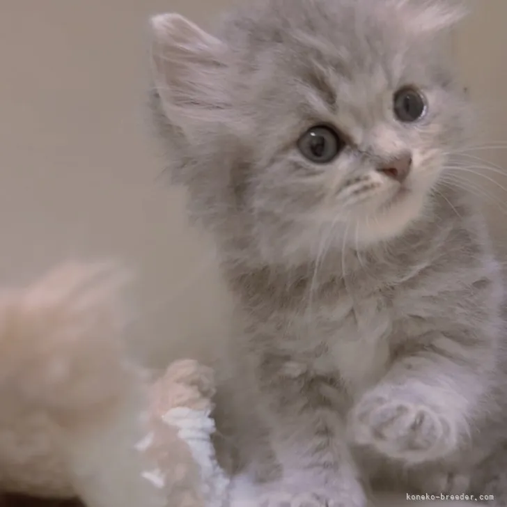 ID：2307-03192の子猫