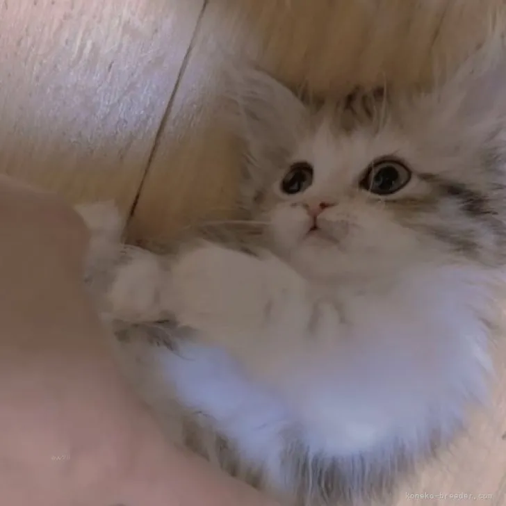 ID:2310-01179の子猫