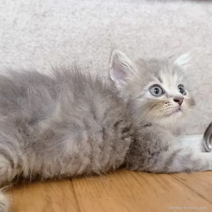 ID：2407-02385の子猫