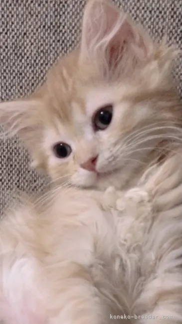 ID:2205-01706の子猫