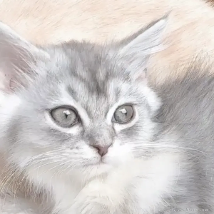 ID:2301-02191の子猫