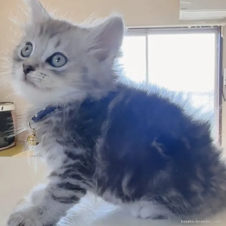 ID：2304-01050の子猫