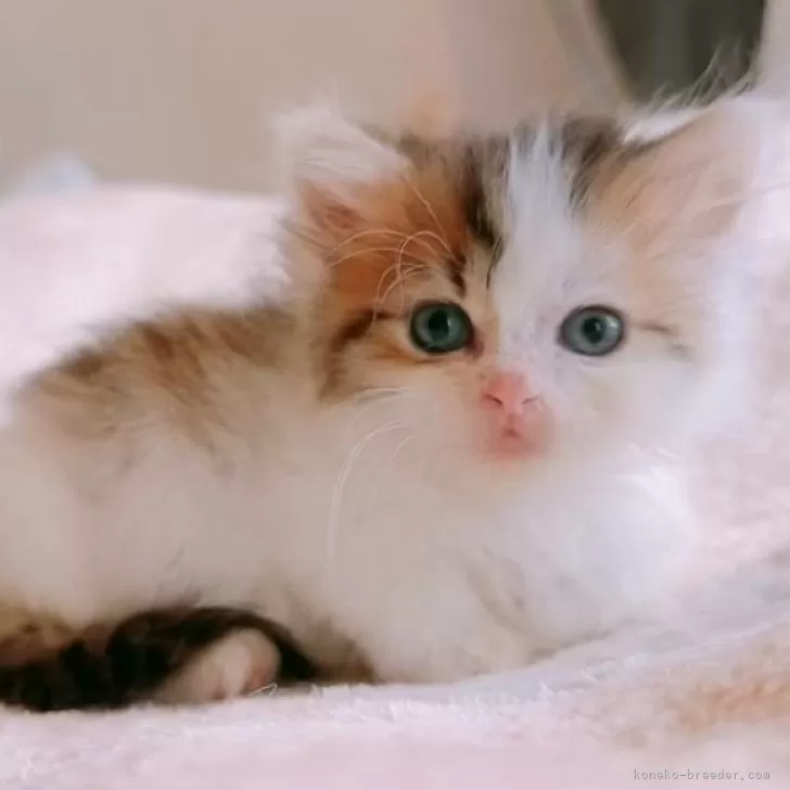 S.O 様のお迎えした子猫