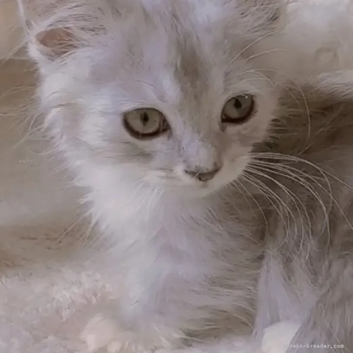 ID：2309-00084の子猫