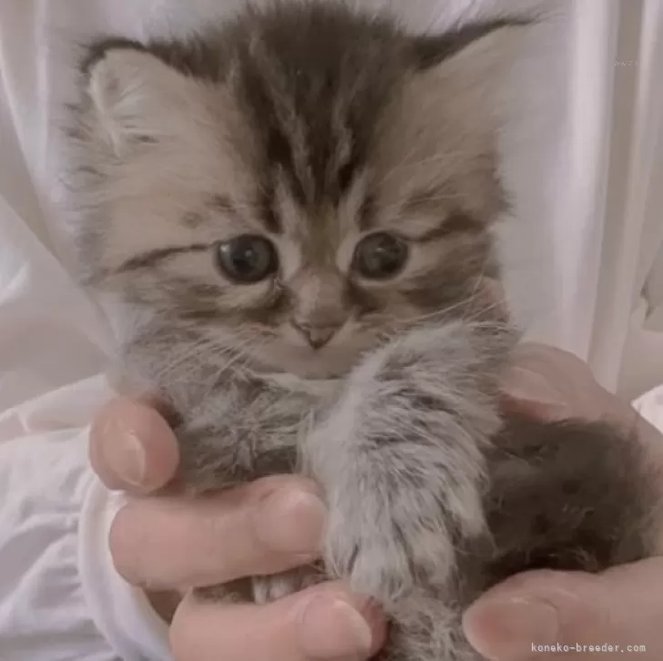 ID：2403-02192の子猫