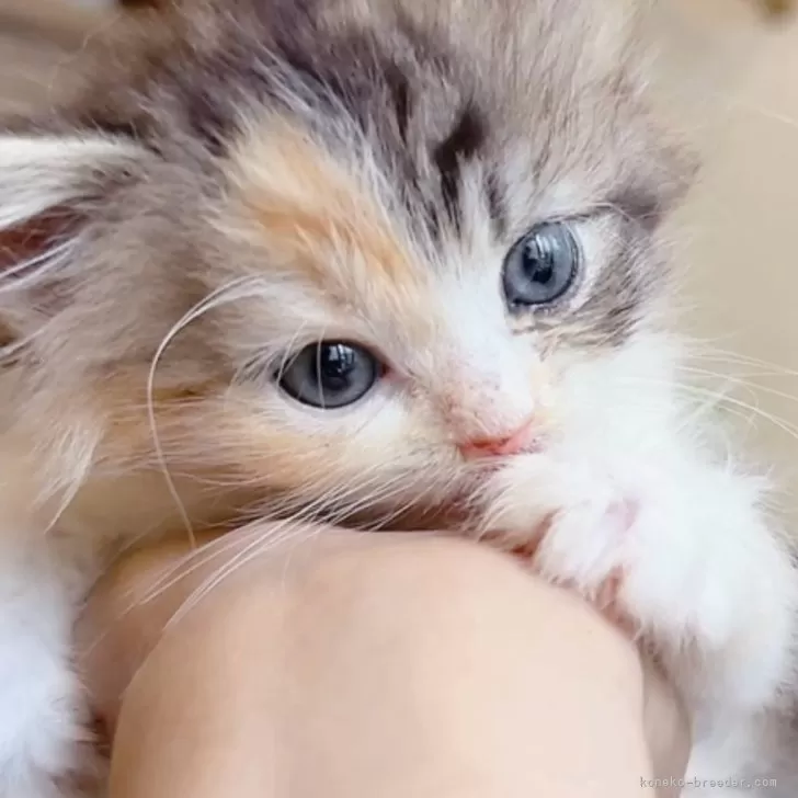 ID:2405-03433の子猫
