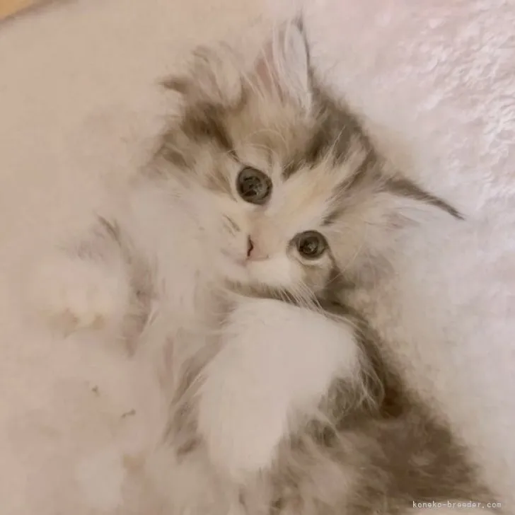 うる 様のお迎えした子猫