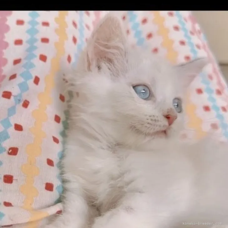 K.N 様のお迎えした子猫