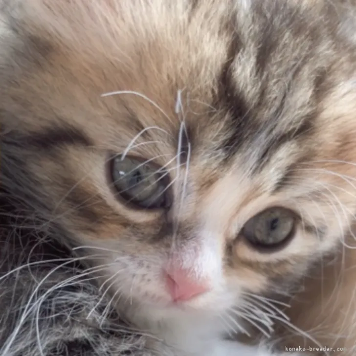 ID:2206-01732の子猫