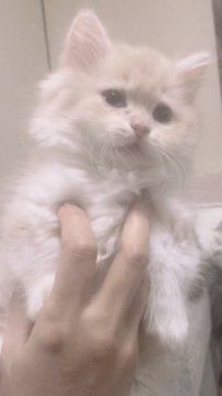 マンチカン(短足)【奈良県・女の子・2022年2月7日・クリームタビー&ホワイト（ロング）】の写真「べっぴんさん🥰」