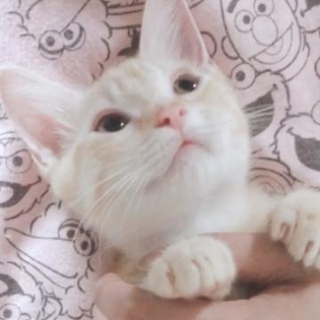 マンチカン(短足)【奈良県・男の子・2022年7月5日・レッドタビー（ショート）】の写真「足長と短足の間の中足ちゃんです🌸」