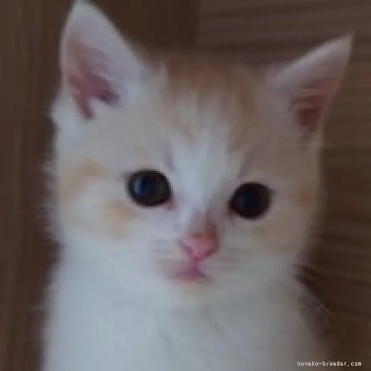 ID:2303-02079の子猫