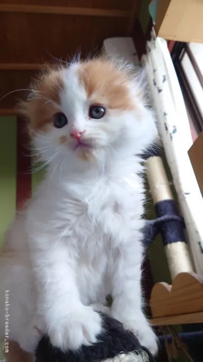 ID：2111-01555の子猫