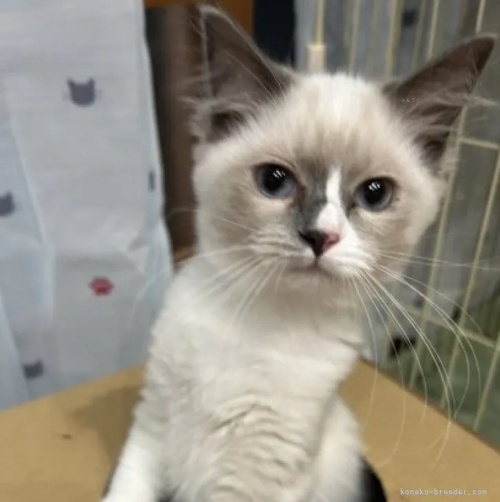 ID:2307-00817の子猫
