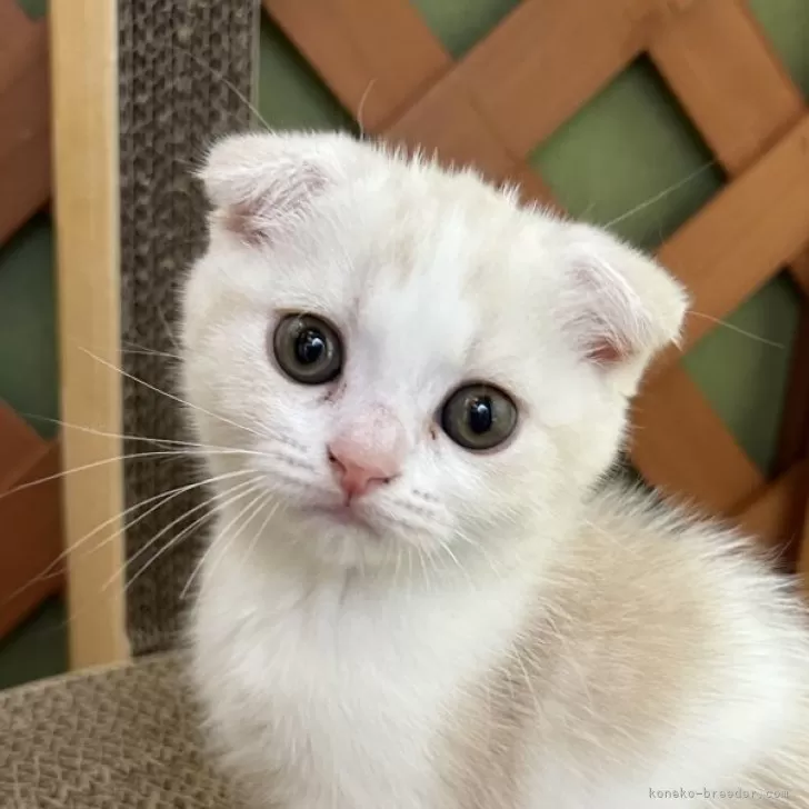 ID:2408-00026の子猫