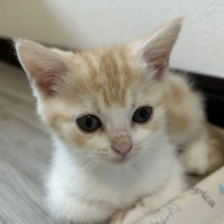 ID：2308-00324の子猫