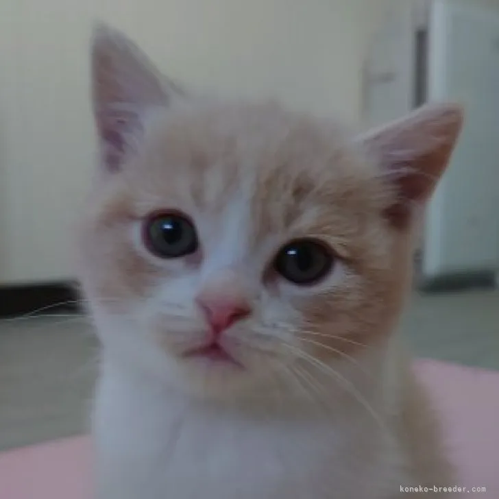 ID:2303-02009の子猫