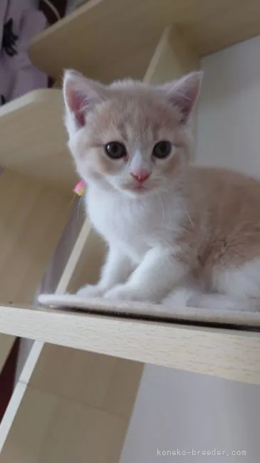 ID:2206-01584の子猫