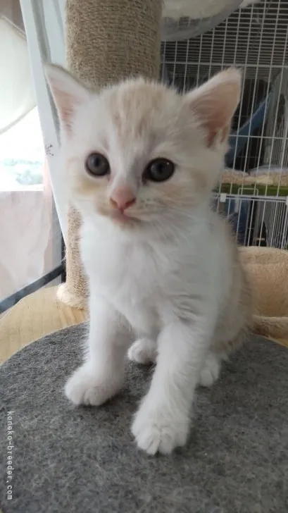 ID：2109-00168の子猫