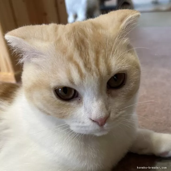 ID：2406-01688の子猫