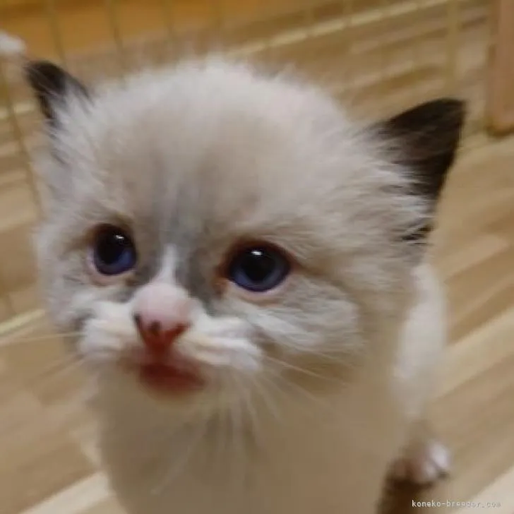 ID：2303-00059の子猫