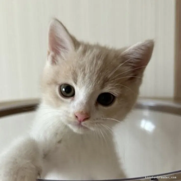 T.M 様のお迎えした子猫