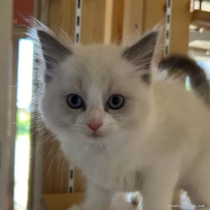 ID：2406-02524の子猫