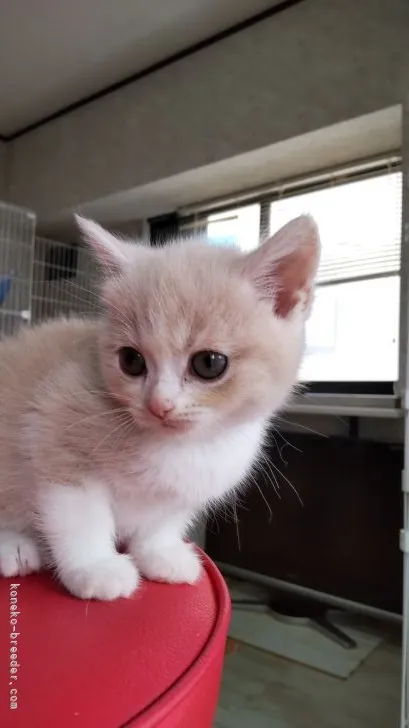 ID：2109-00159の子猫