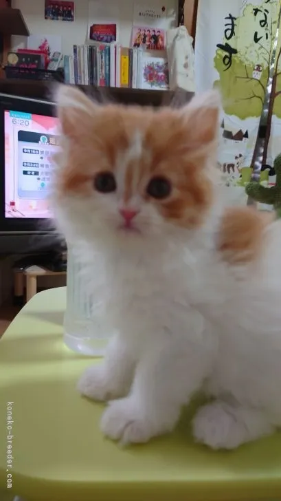 ID：2106-02024の子猫
