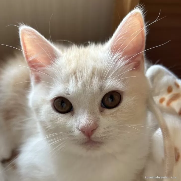 ID:2410-02947の子猫